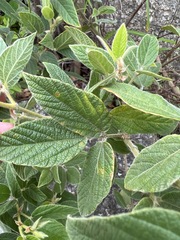 Rhynchosia clivorum image