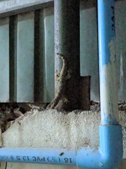 Hemidactylus platyurus