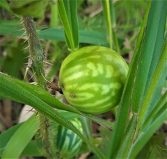 Solanum palinacanthum