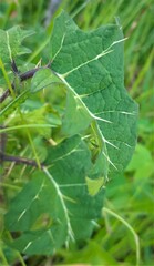 Solanum palinacanthum