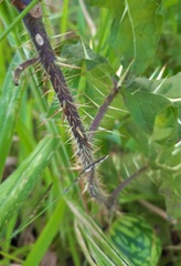 Solanum palinacanthum