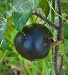 Solanum palinacanthum