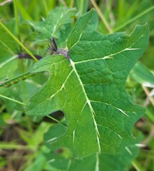 Solanum palinacanthum