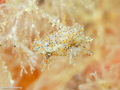 Thecacera pennigera
