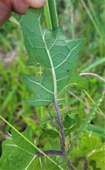 Solanum palinacanthum