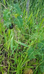 Solanum palinacanthum