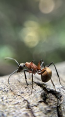 Polyrhachis bihamata