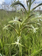 Habenaria humilior