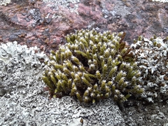 Racomitrium canescens