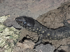 Lepidophyma flavimaculatum