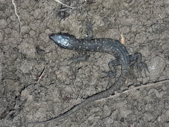 Lepidophyma flavimaculatum