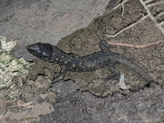 Lepidophyma flavimaculatum