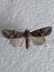 Dryobotodes monochroma