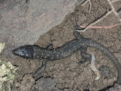 Lepidophyma flavimaculatum
