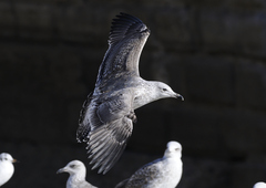 Larus fuscus