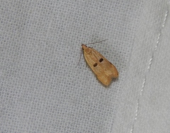 Dichomeris barathrodes