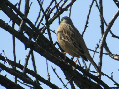Escribano hortelano (Emberiza hortulana)
