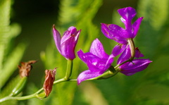 Calopogon tuberosus