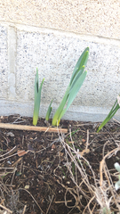 Narcissus pseudonarcissus