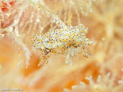 Thecacera pennigera
