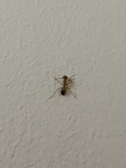 Camponotus conspicuus