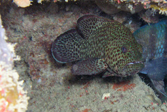 Cephalopholis cruentata