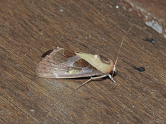 Westermannia gloriosa