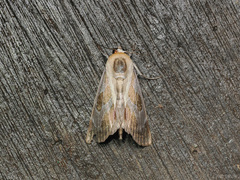 Westermannia gloriosa