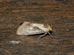 Westermannia gloriosa