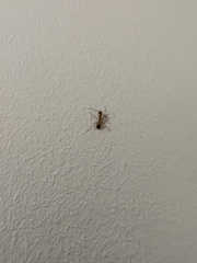 Camponotus conspicuus