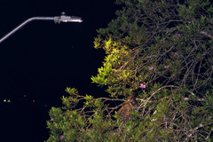 Pulsatrix koeniswaldiana