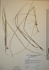 Triglochin palustris