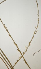 Triglochin palustris