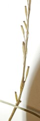 Triglochin palustris