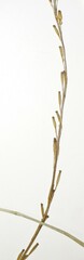 Triglochin palustris