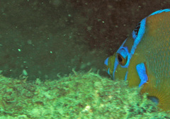 Holacanthus ciliaris