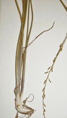 Triglochin palustris