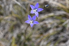 Wahlenbergia ceracea