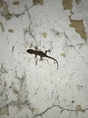 Tarentola mauritanica