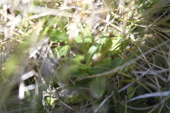 Wahlenbergia ceracea