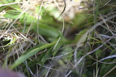 Wahlenbergia ceracea