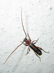 Ossibia fuscata