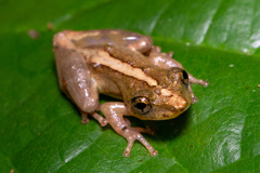 Scinax argyreornatus