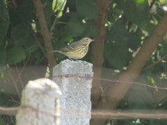 Anthus trivialis