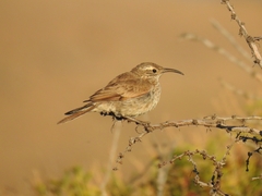 Upucerthia dumetaria