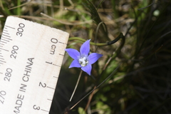 Wahlenbergia ceracea