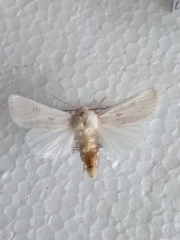 Agrotis ripae