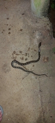 Bothrops moojeni