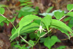 Prosartes lanuginosa