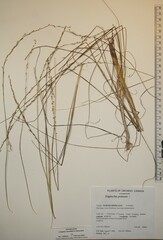 Triglochin palustris